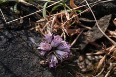 Lepidagathis trinervis